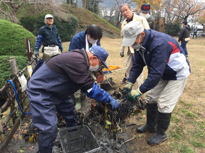 花ノ木公園 すいれんの根分け（葉山メダカの会）
