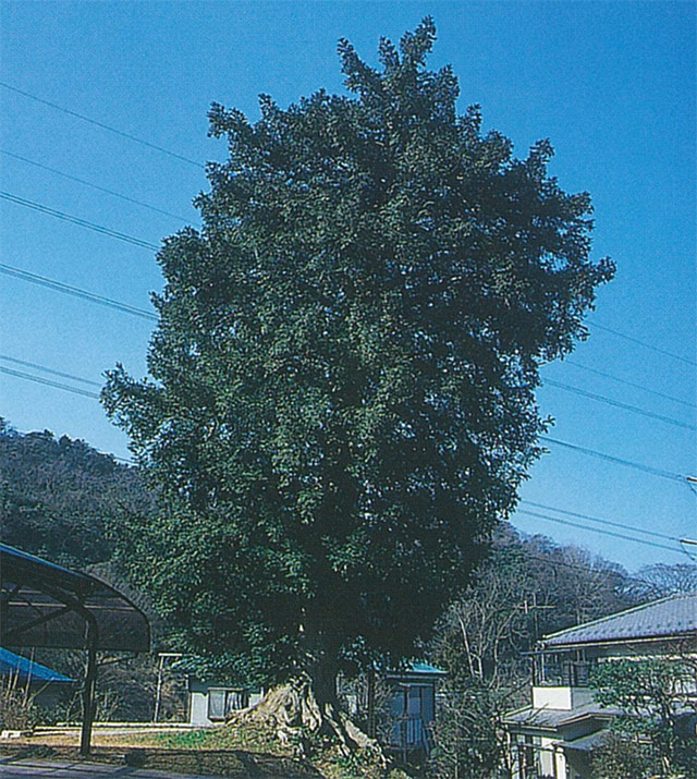木古庭永嶋家のカヤの木