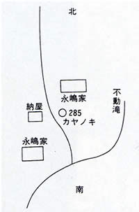 木古庭永嶋家のカヤの木