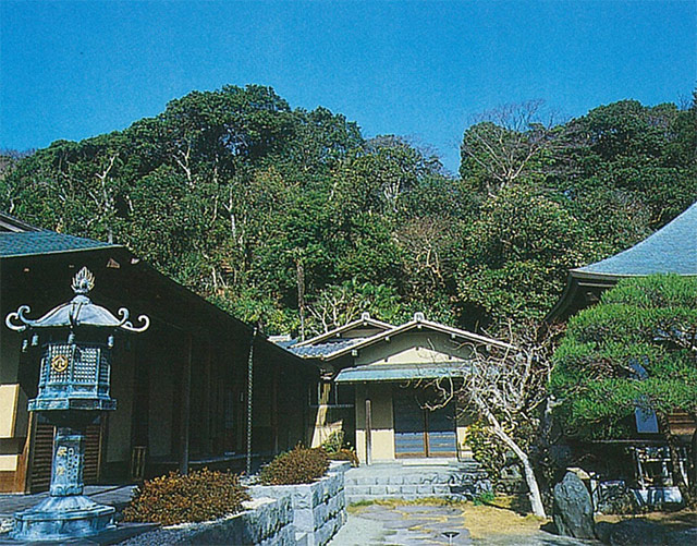 12 上山口新善光寺 常緑樹林
