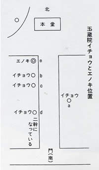 13　玉蔵院のエノキ・イチョウ