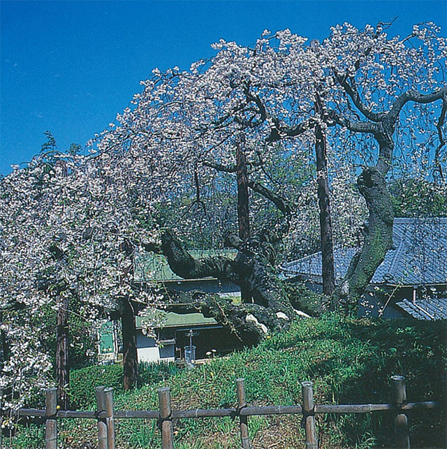 17　シダレザクラ（枝垂桜）