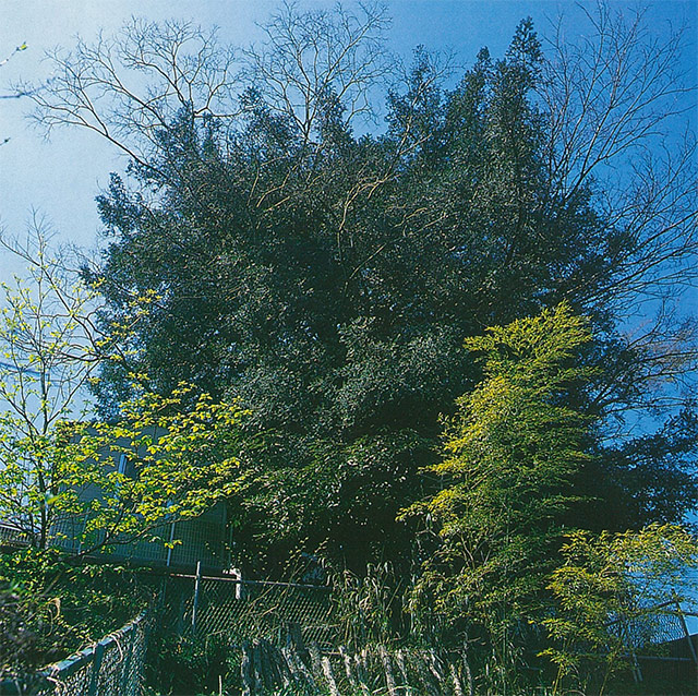40　永津家のカヤの木
