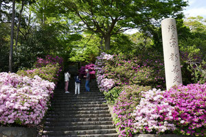 NPO法人 葉山環境文化デザイン集団