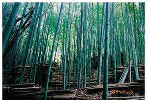 葉山里山愛好会