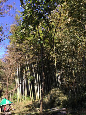 葉山ふれあいの里山継承会