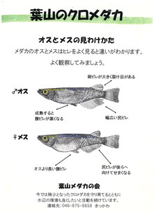 葉山メダカの会