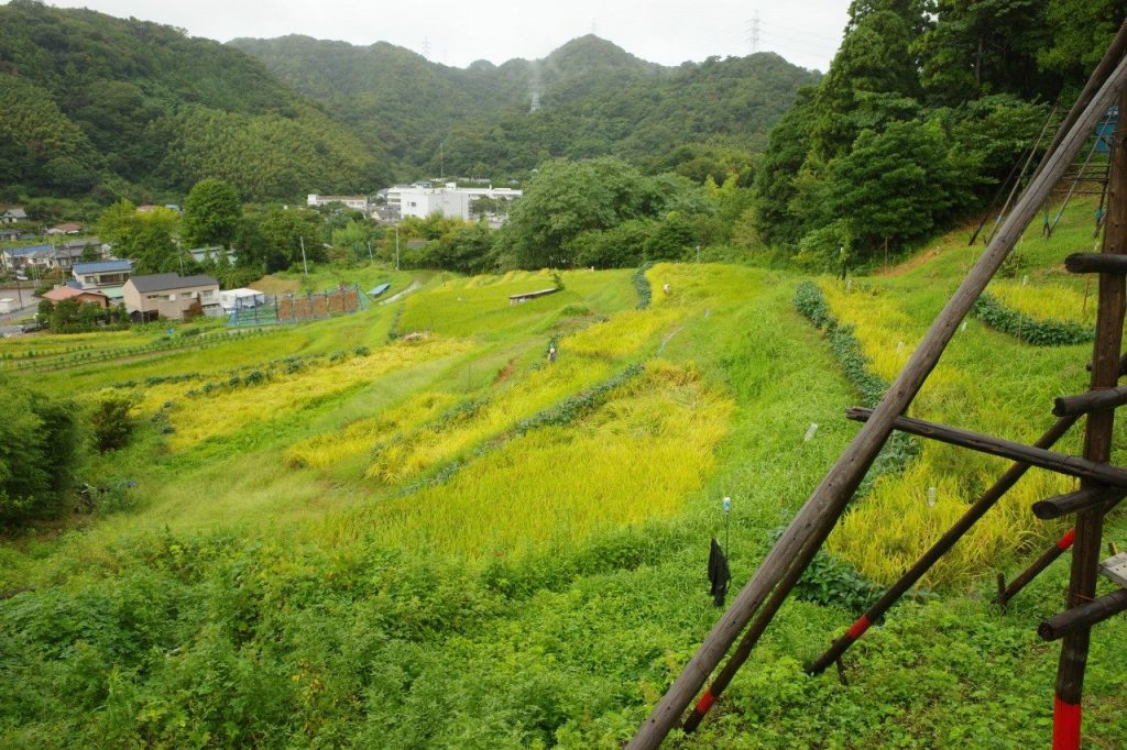 葉山 山里会さんからの棚田便り④／まちfes葉山2022