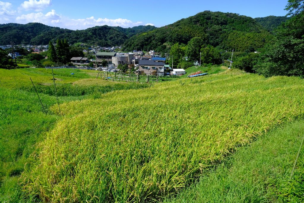 葉山 山里会さんからの棚田便り①～②／まちfes葉山2022