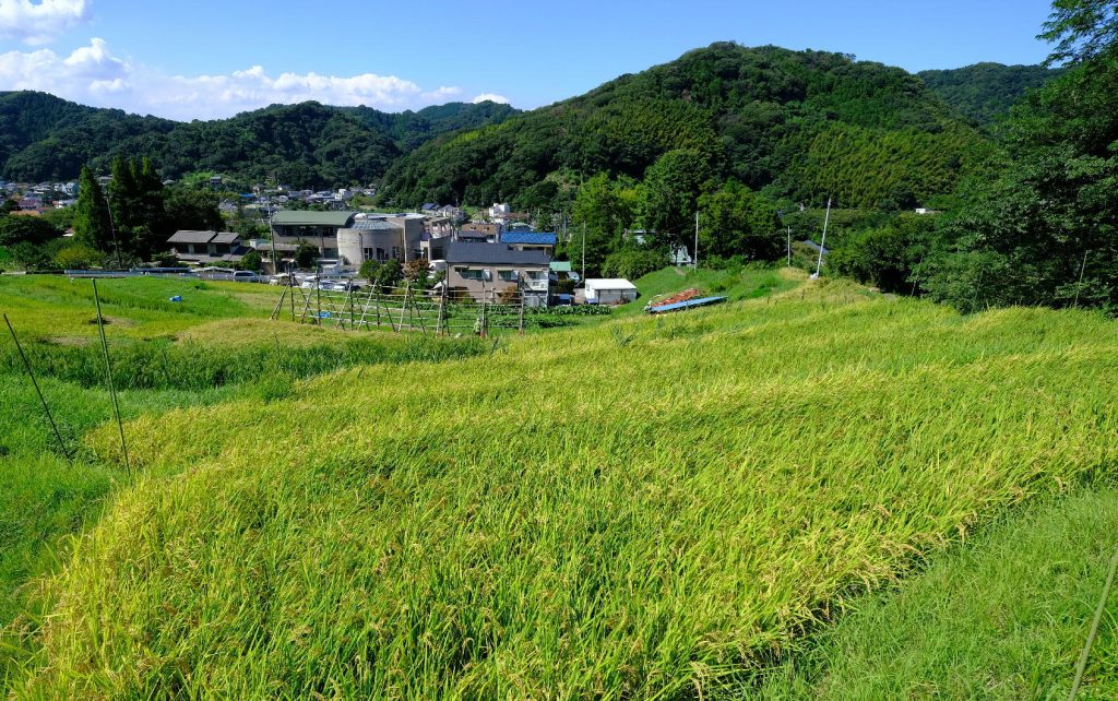 上山口棚田の稲刈りシーズンに関するお願い／葉山山里会