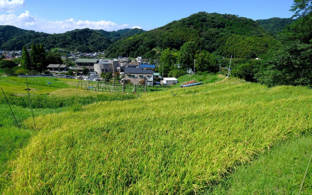 棚田の様子_2023年9月4日