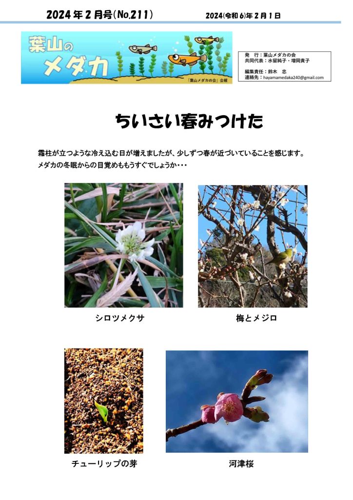 「葉山メダカの会」会報2月号/NO.211