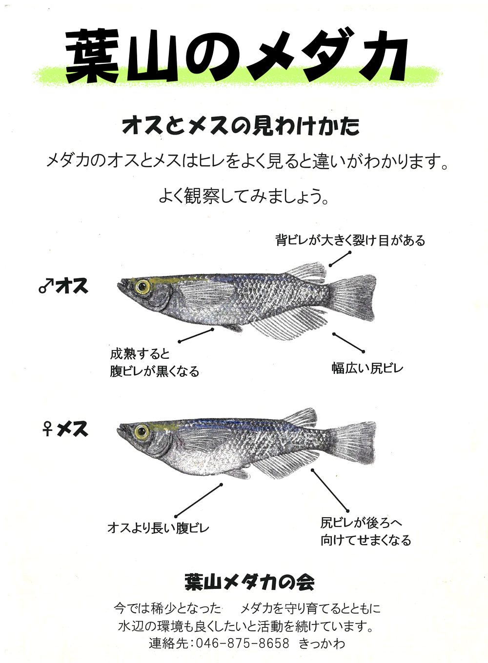 葉山メダカの会