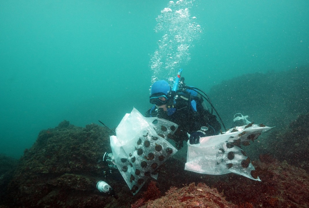 葉山アマモ協議会