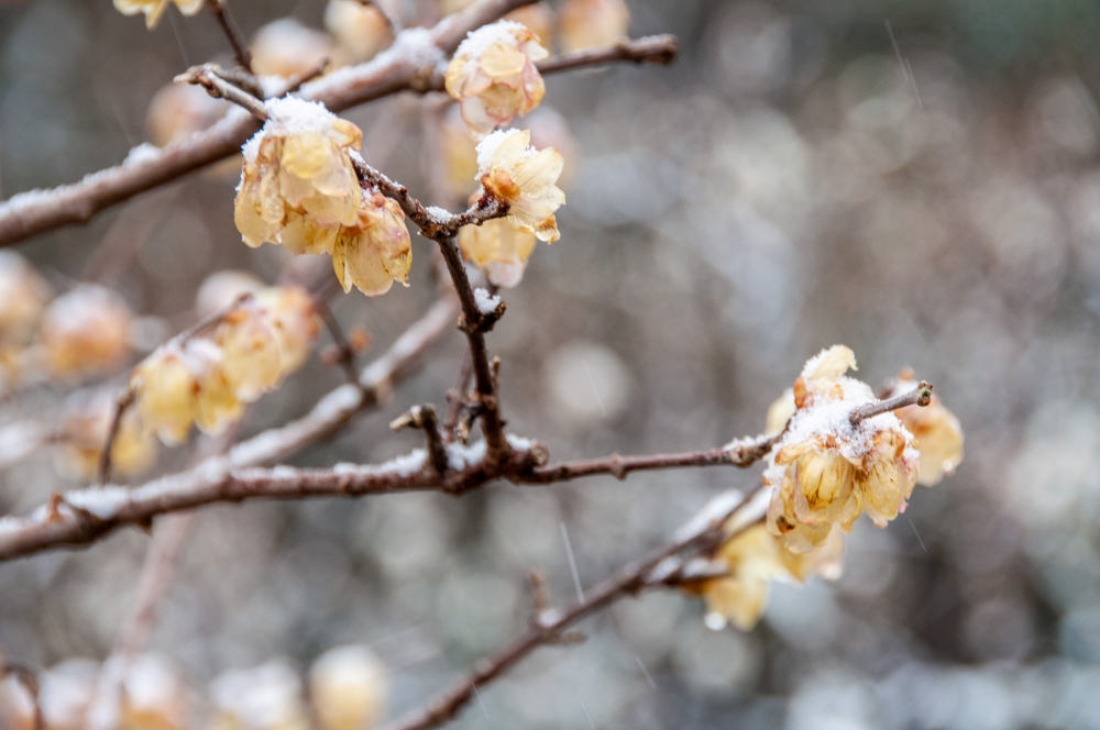 葉山フォトクラブ36